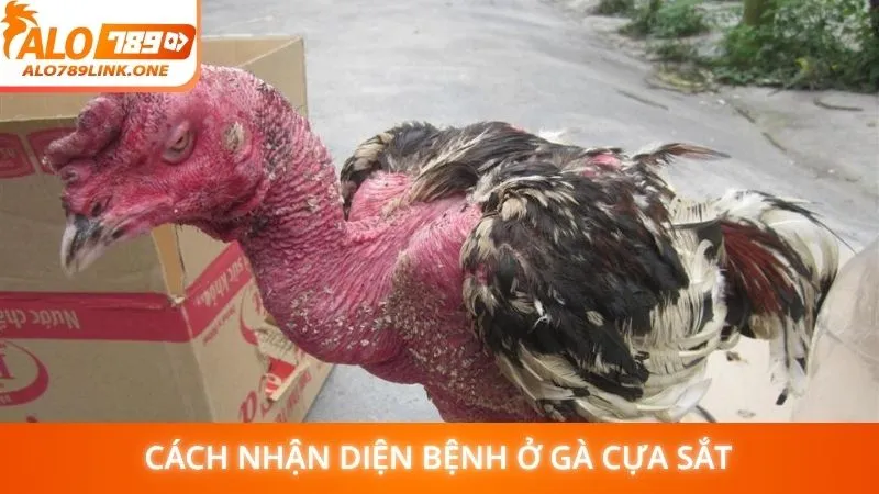 Cách nhận diện bệnh ở gà cựa sắt