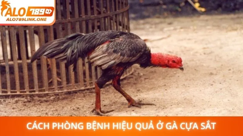 Cách phòng bệnh hiệu quả ở gà cựa sắt