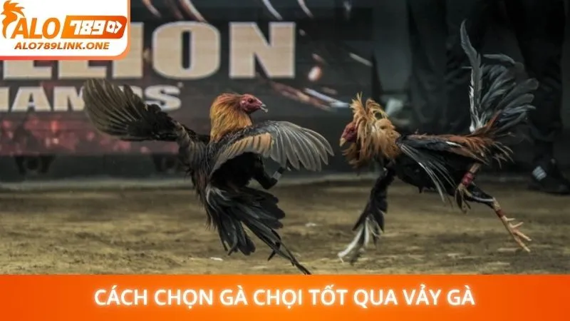 Cách chọn gà chọi tốt qua vảy gà