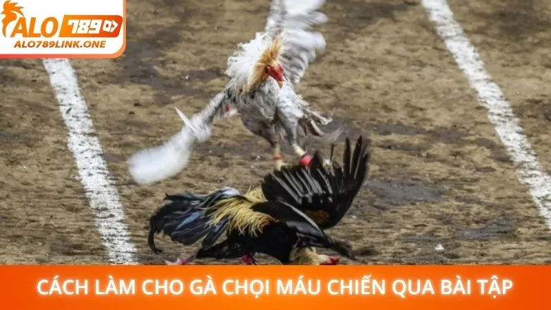 Cách làm cho gà chọi máu chiến qua bài tập