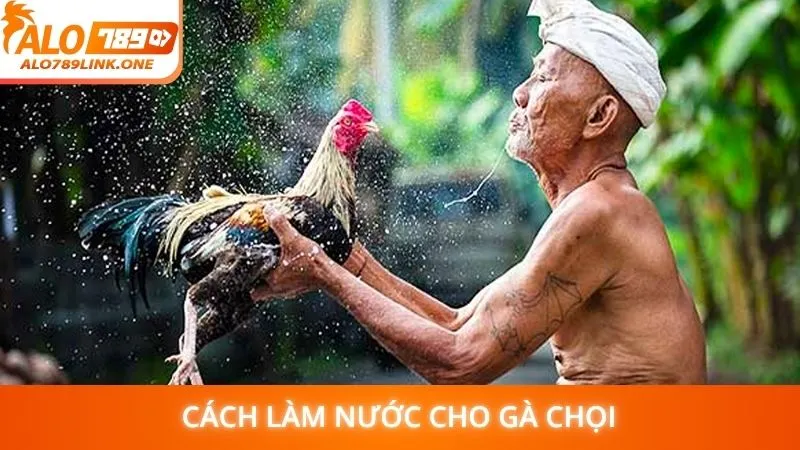 Cách làm nước cho gà chọi