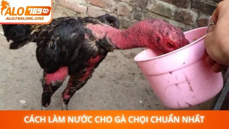 Cách làm nước cho gà chọi chuẩn nhất
