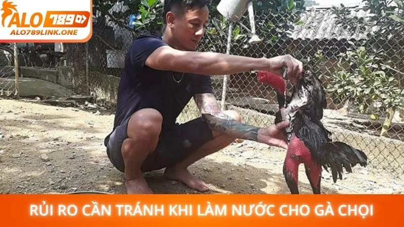 Rủi ro cần tránh khi làm nước cho gà chọi