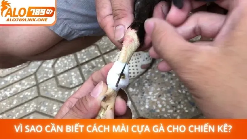 Vì sao cần biết cách mài cựa gà cho chiến kê?
