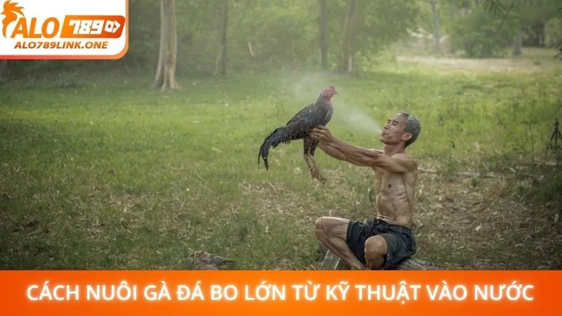 Cách nuôi gà đá bo lớn từ kỹ thuật vào nướcCách nuôi gà đá bo lớn từ kỹ thuật vào nước