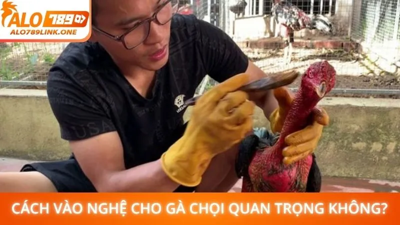 Cách vào nghệ cho gà chọi quan trọng không?