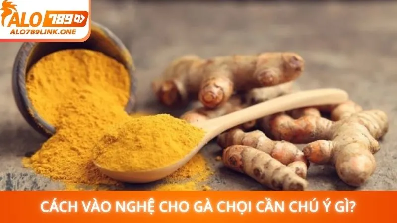 Cách vào nghệ cho gà chọi cần chú ý gì?