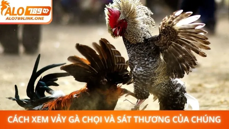 Cách xem vảy gà chọi và sát thương của chúng