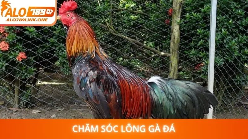 Chăm sóc lông gà đá