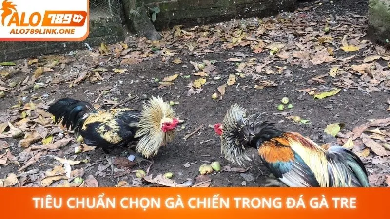 Tiêu chuẩn chọn gà chiến trong đá gà tre