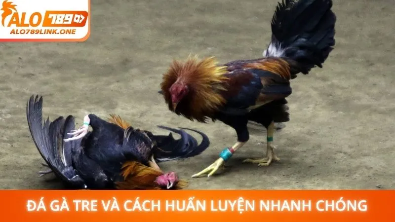 Đá gà tre và cách huấn luyện nhanh chóng