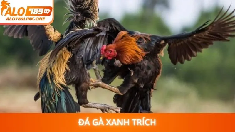 Đá gà xanh trích