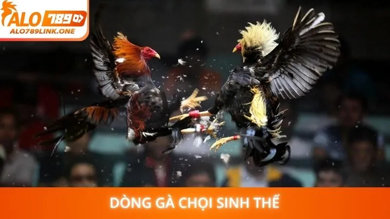 Dòng gà chọi sinh thế