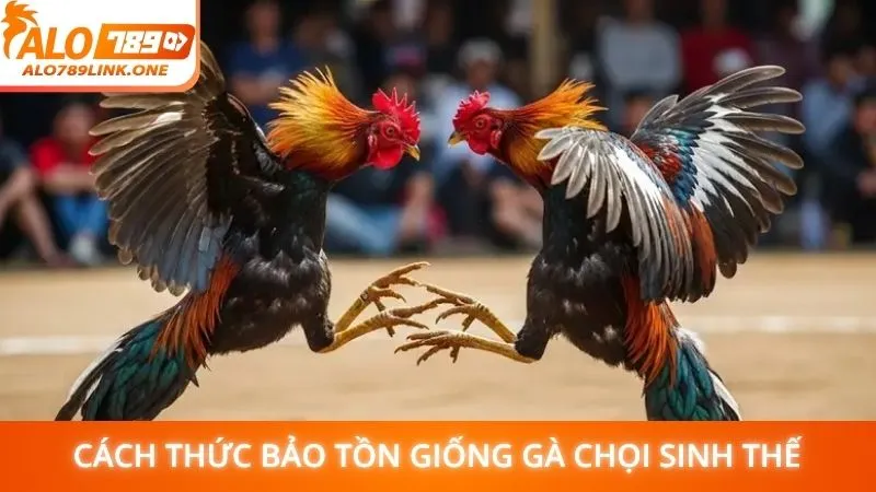 Cách thức bảo tồn giống gà chọi sinh thế