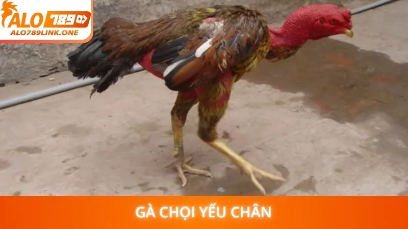 Gà chọi yếu chân
