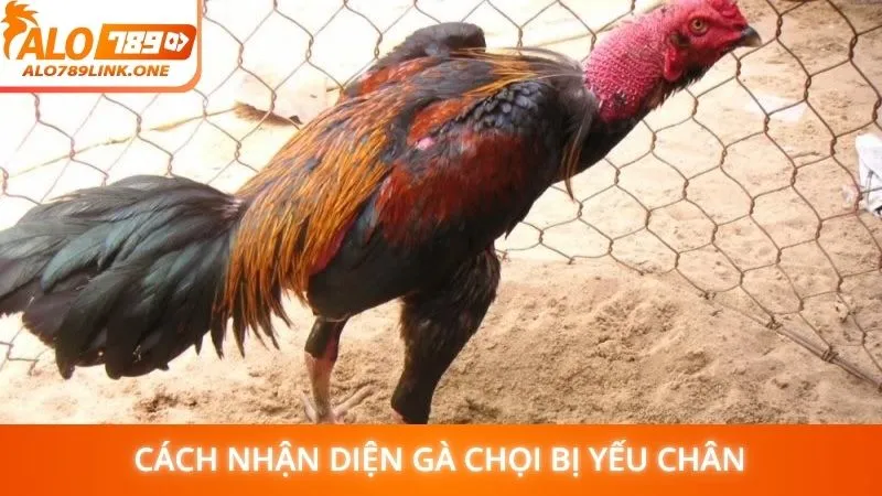 Cách nhận diện gà chọi bị yếu chân