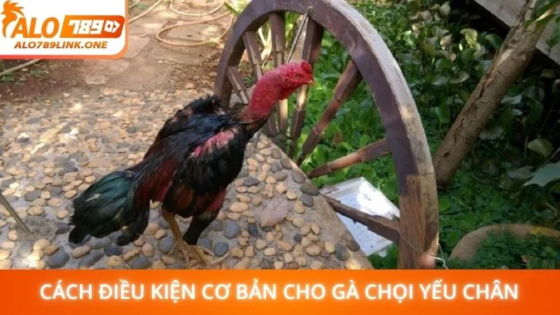 Cách điều kiện cơ bản cho gà chọi yếu chân