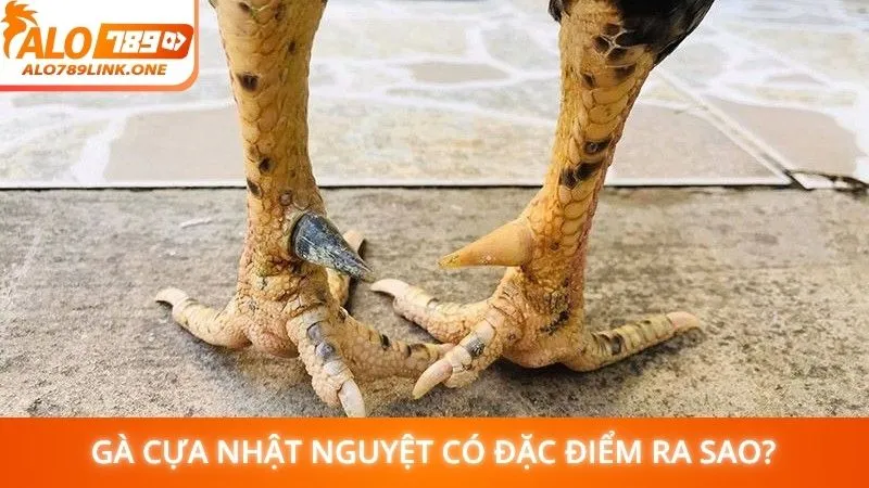 Gà cựa Nhật Nguyệt có đặc điểm ra sao?