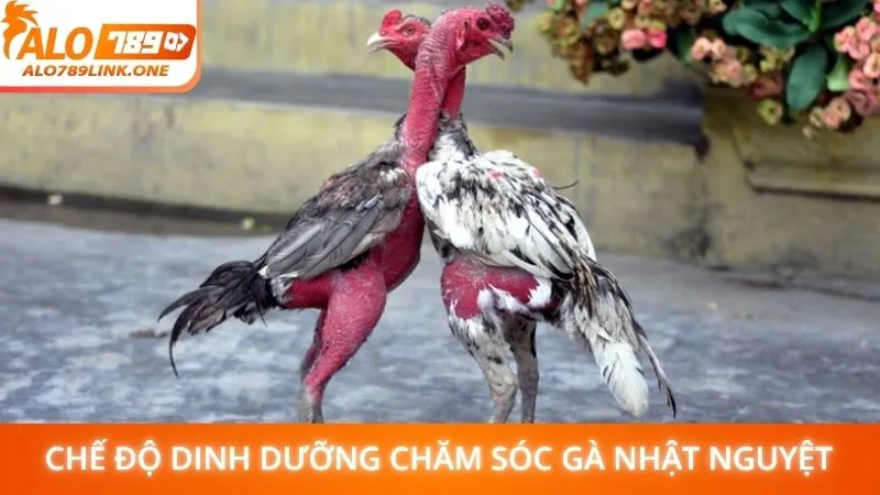 Chế độ dinh dưỡng chăm sóc gà Nhật Nguyệt