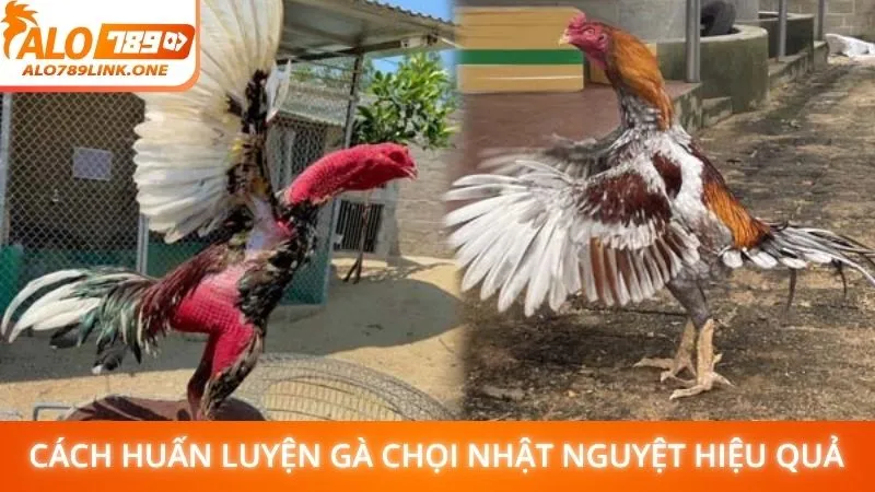 Cách huấn luyện gà chọi Nhật Nguyệt hiệu quả