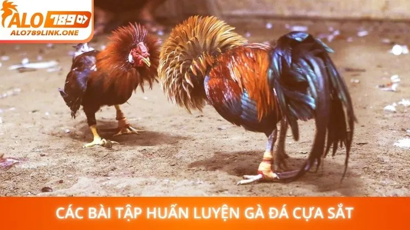 Các bài tập huấn luyện gà đá cựa sắt