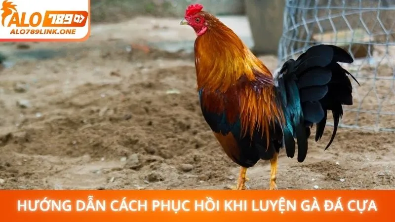 Hướng dẫn cách phục hồi khi luyện gà đá cựa