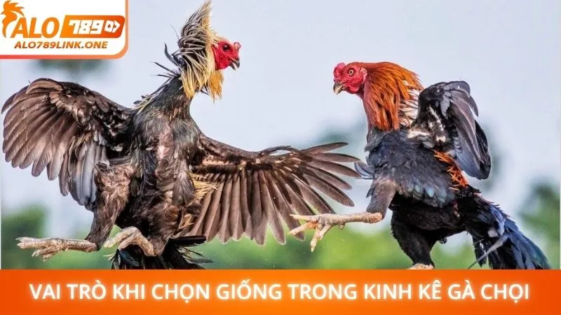 Vai trò khi chọn giống trong kinh kê gà chọi