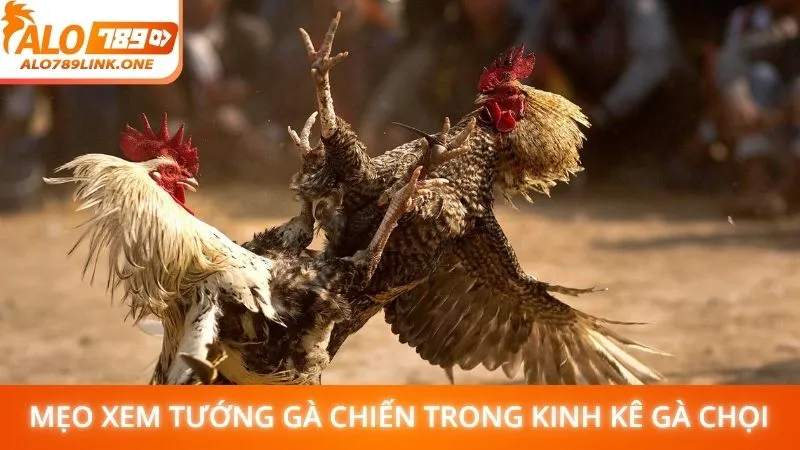 Mẹo xem tướng gà chiến trong kinh kê gà chọi