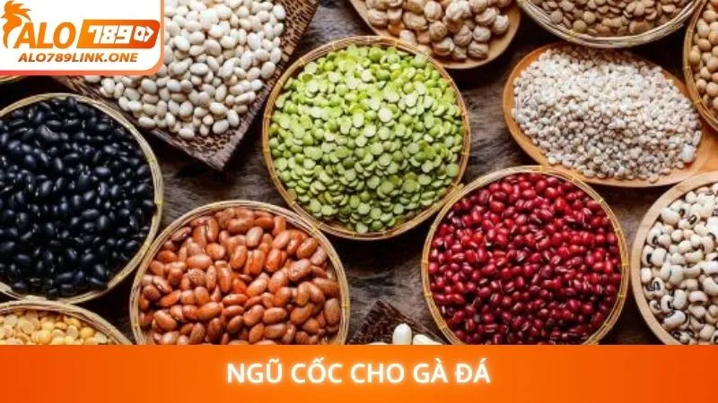 Ngũ cốc cho gà đá