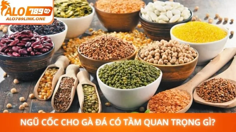 Ngũ cốc cho gà đá có tầm quan trọng gì?