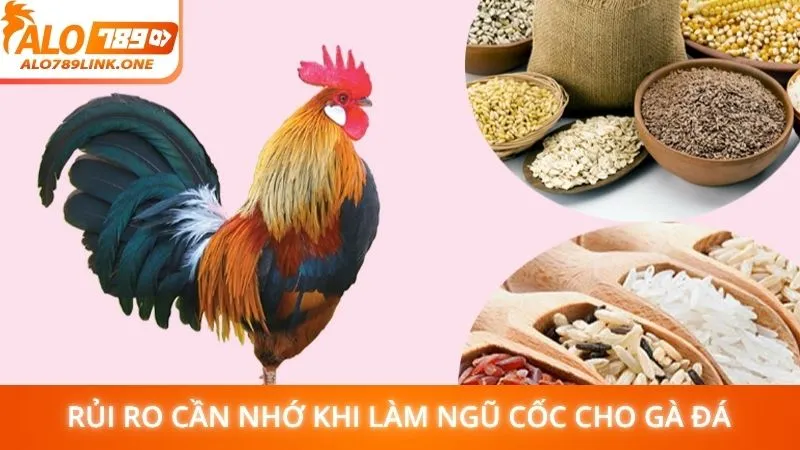 Rủi ro cần nhớ khi làm ngũ cốc cho gà đá