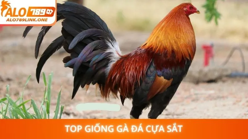 Top giống gà đá cựa sắt