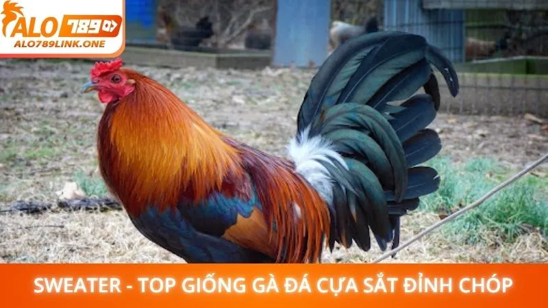 Sweater - Top giống gà đá cựa sắt đỉnh chóp