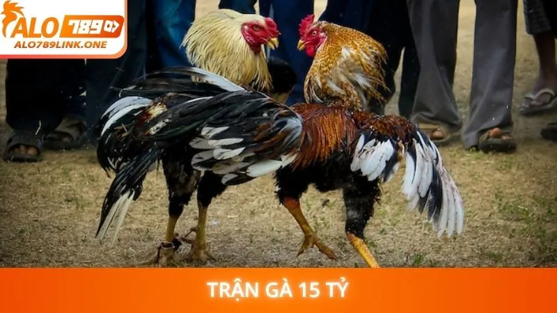 Trận gà 15 tỷ