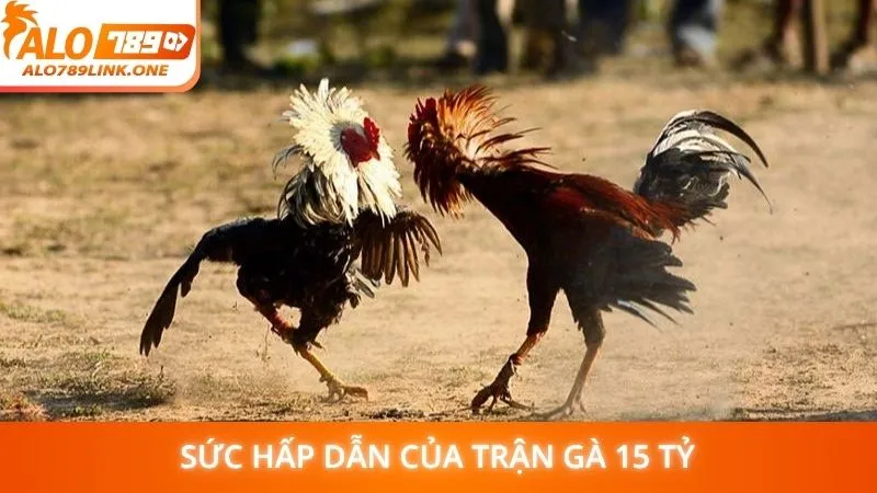 Sức hấp dẫn của trận gà 15 tỷ